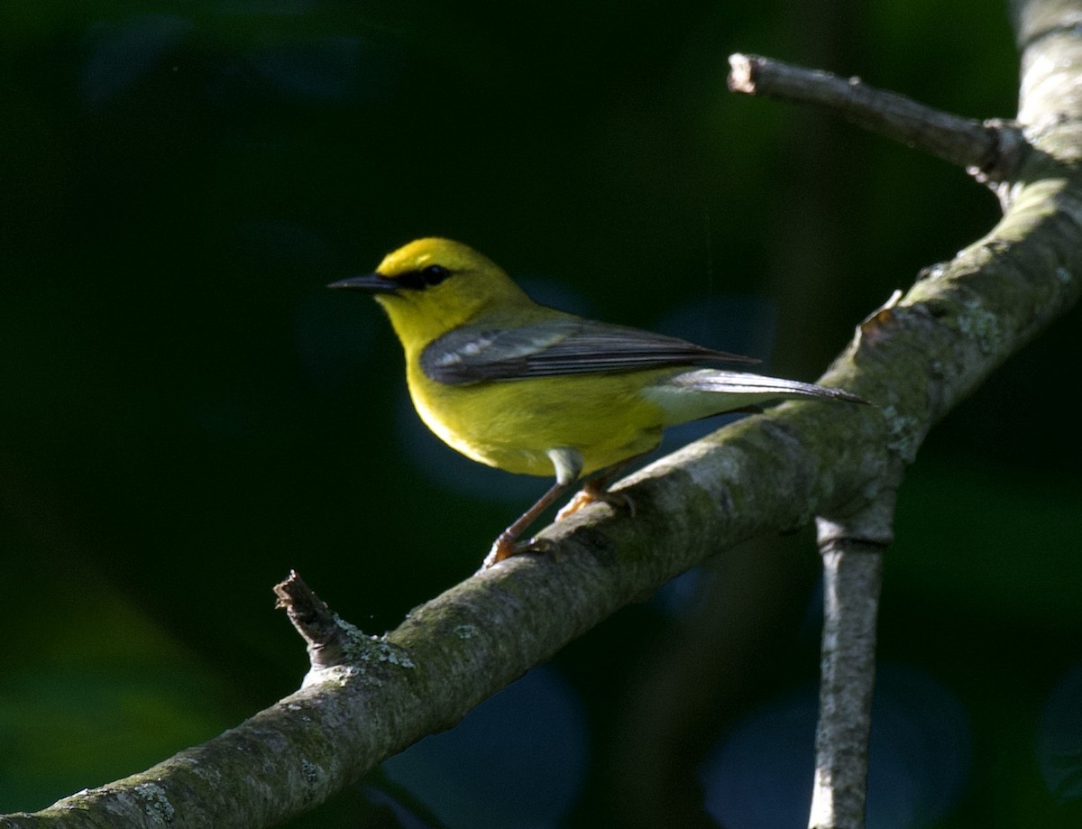 Blue-winged Warbler - ML454830971