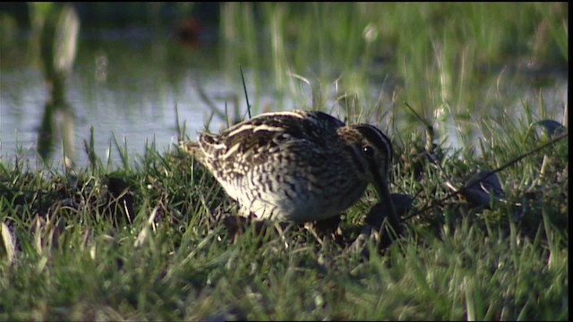 Wilson's Snipe - ML454831