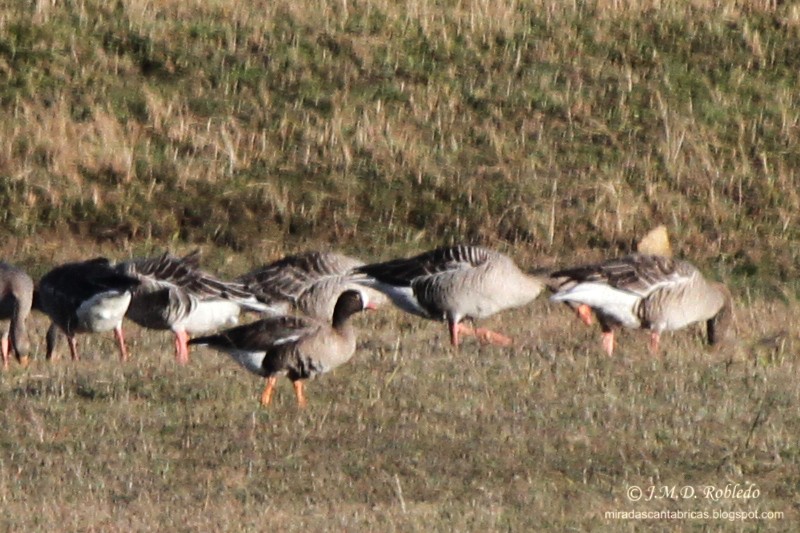 Lesser White-fronted Goose - Juan María Domínguez Robledo
