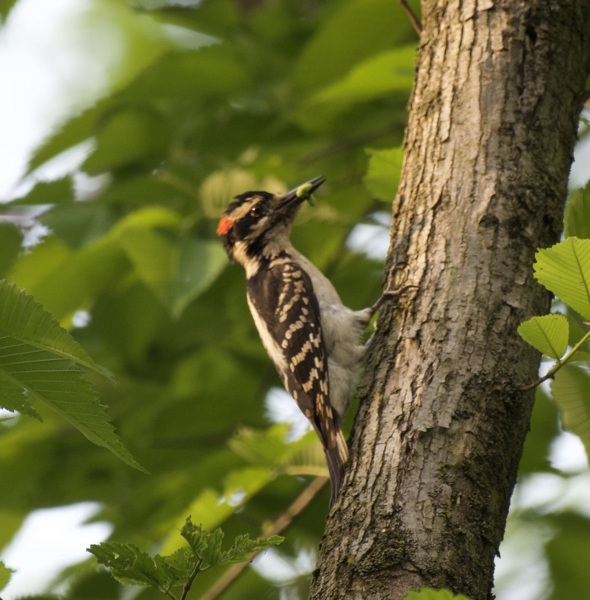 Hairy Woodpecker - ML454831211