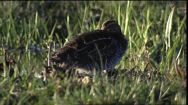 Wilson's Snipe - ML454833