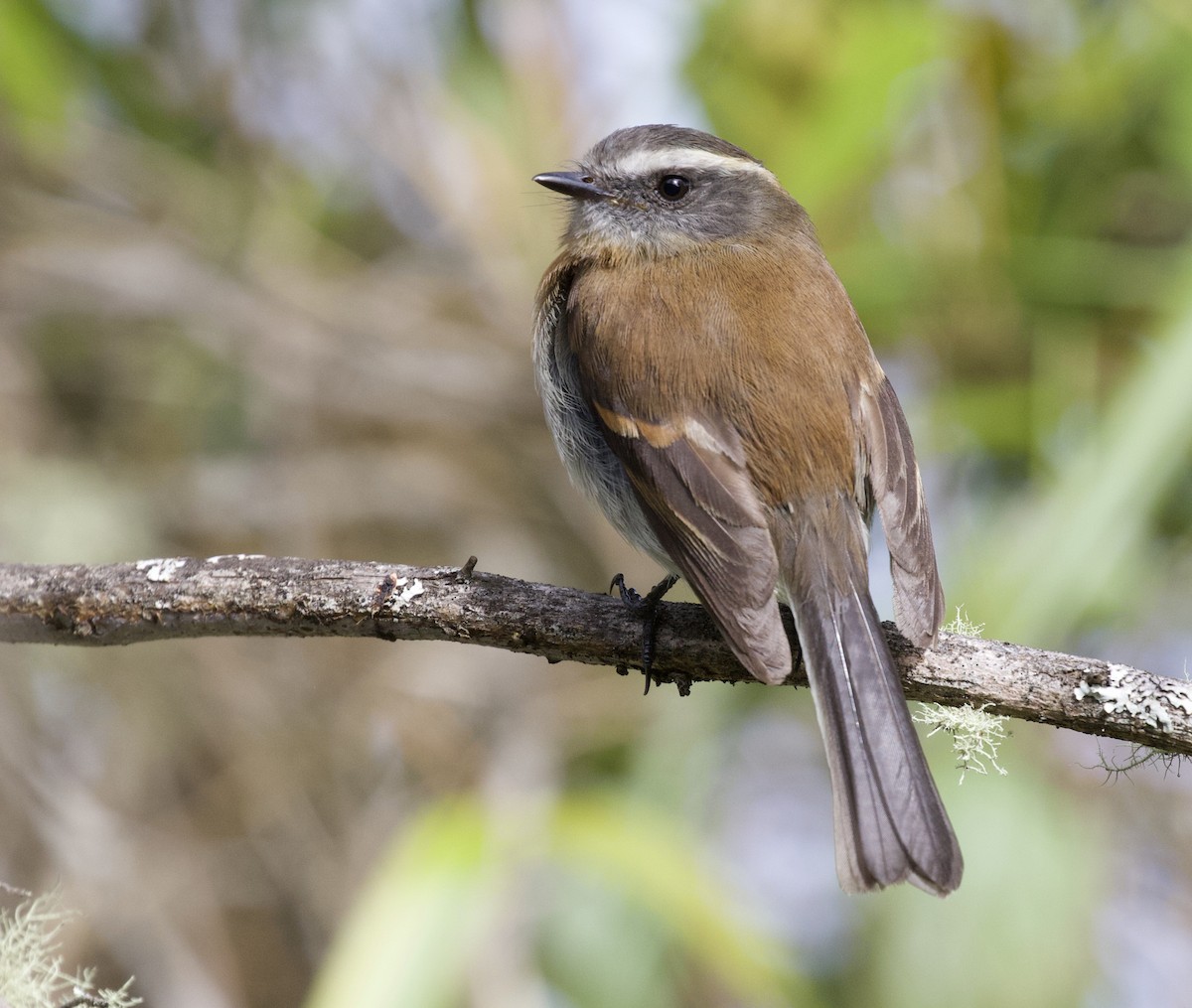 Rufous-breasted Chat-Tyrant - ML454834611