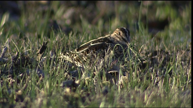 Wilson's Snipe - ML454835