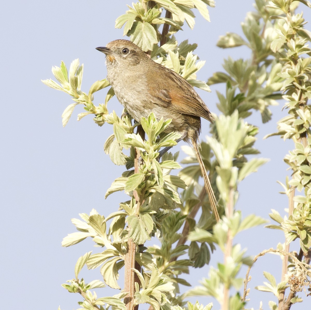 Perija Thistletail - ML454837741