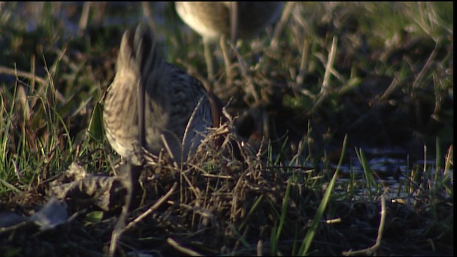 Wilson's Snipe - ML454838