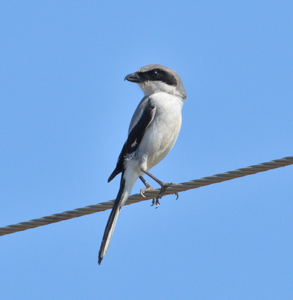 Pie-grièche migratrice - ML454838011