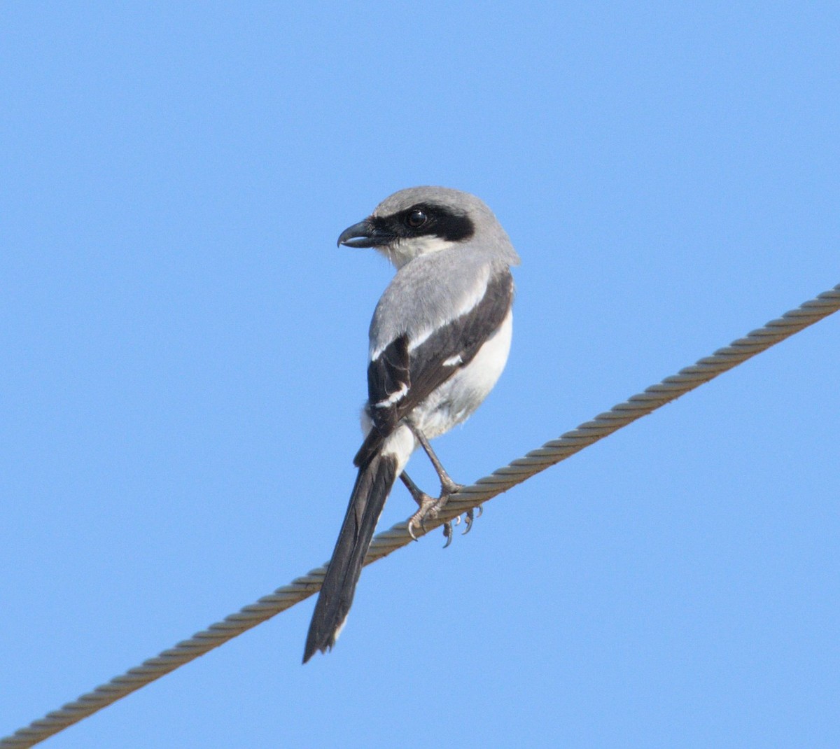 Loggerhead Shrike - ML454838091