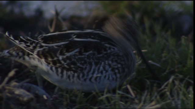 Wilson's Snipe - ML454840