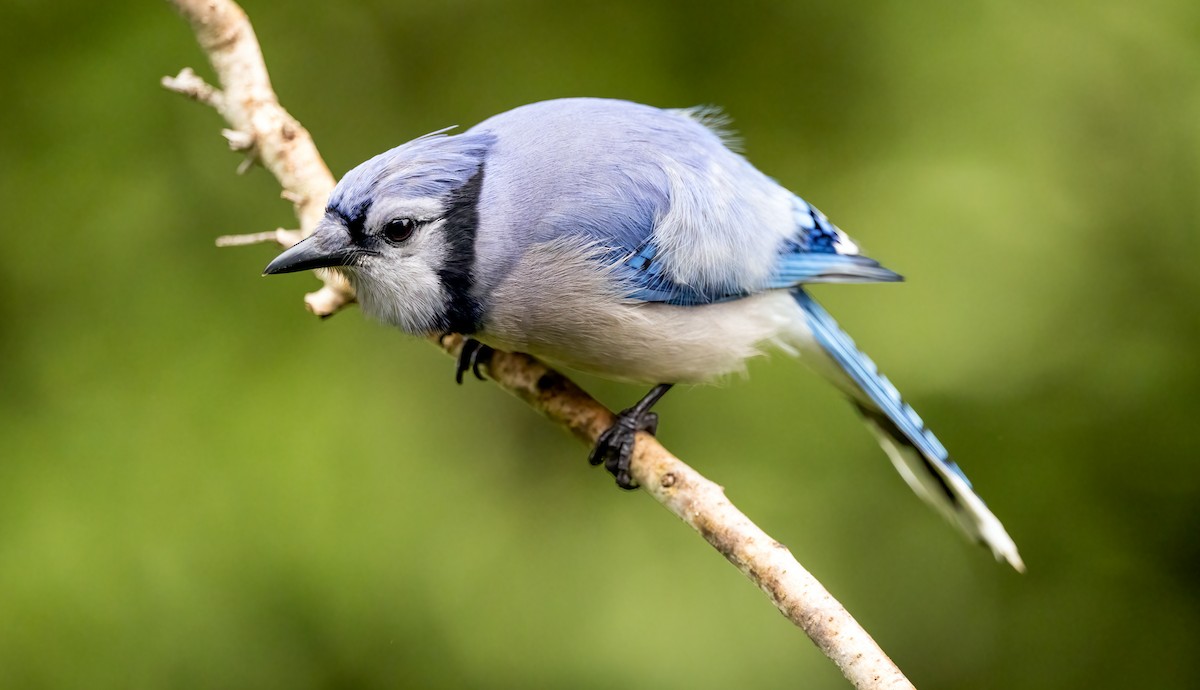 Blue Jay - Harvey Fielder