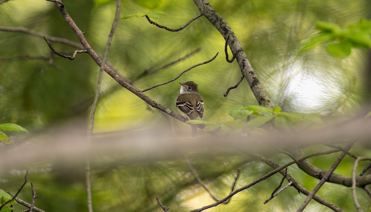 Least Flycatcher - Harvey Fielder