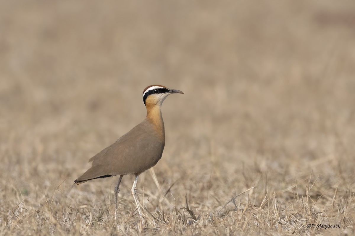 Indian Courser - ML454841291