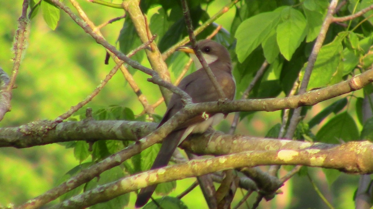 Yellow-billed Cuckoo - ML454841481