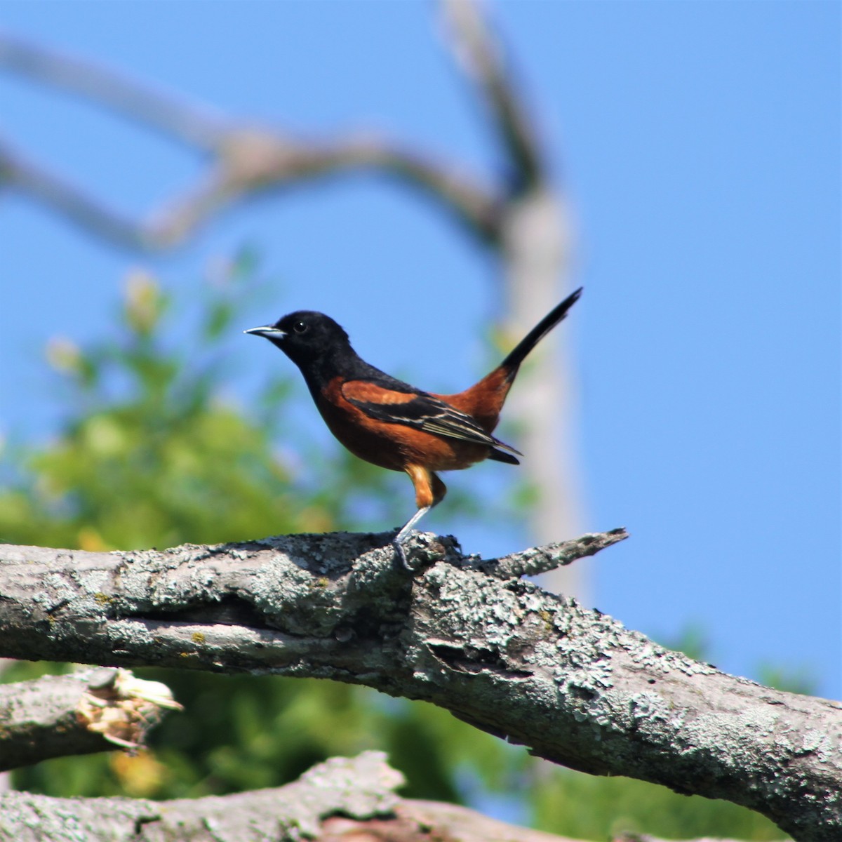 Orchard Oriole - ML454841821