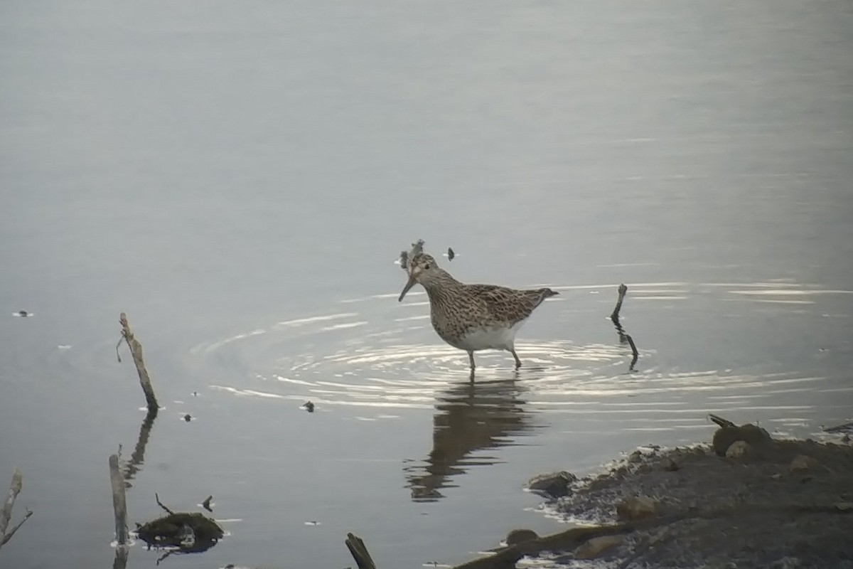 Graubrust-Strandläufer - ML454842431