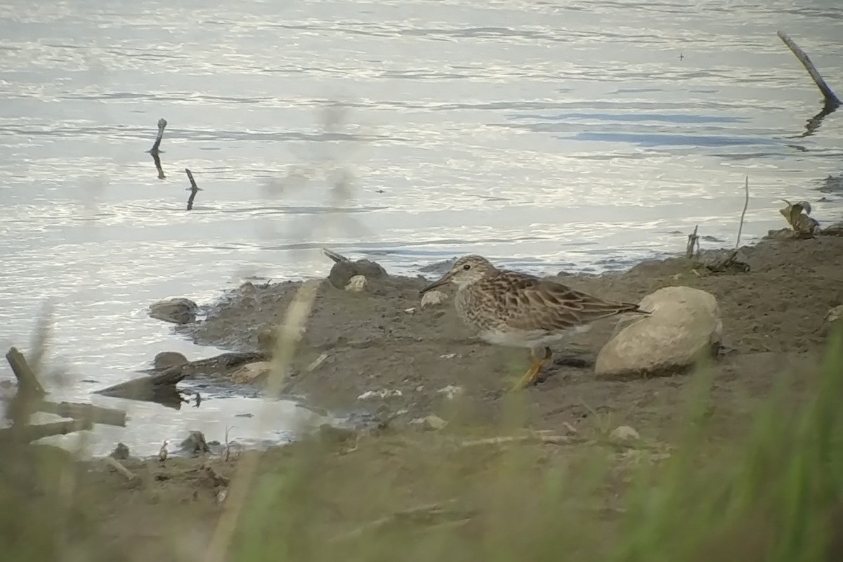 Graubrust-Strandläufer - ML454842441