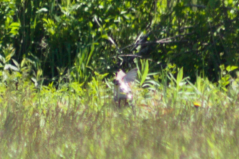 Dickcissel d'Amérique - ML454842721