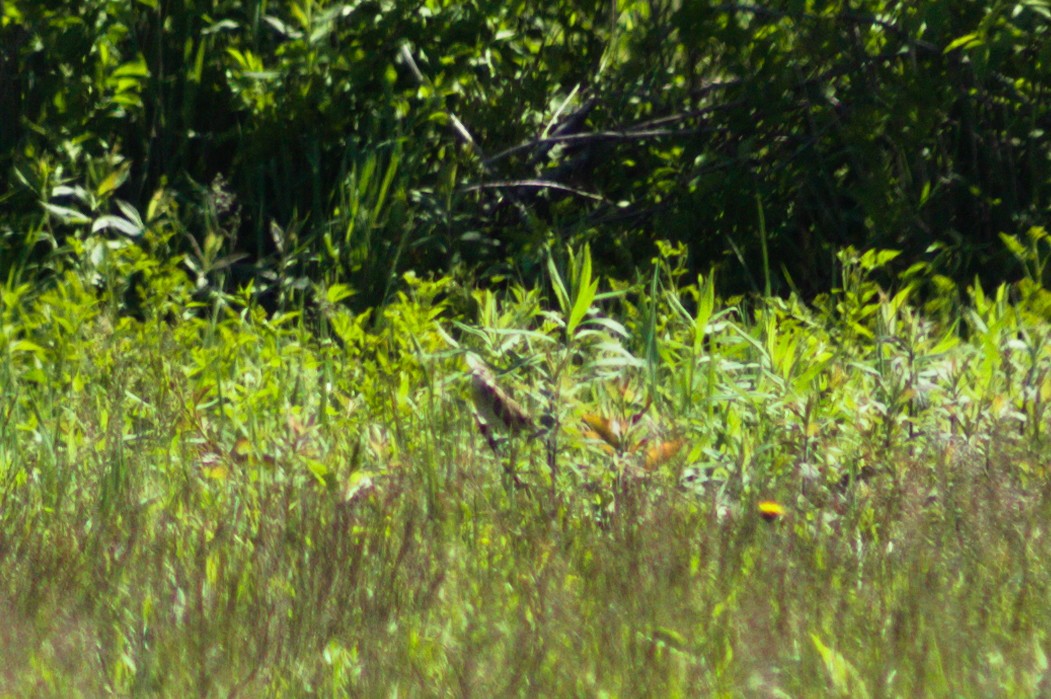 Dickcissel d'Amérique - ML454842741