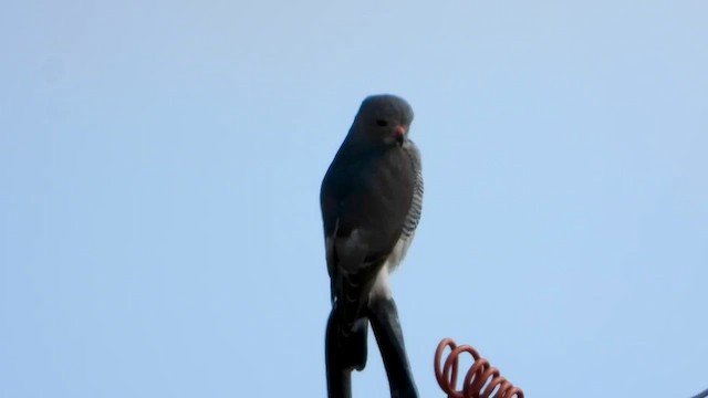 Lizard Buzzard - ML454842791