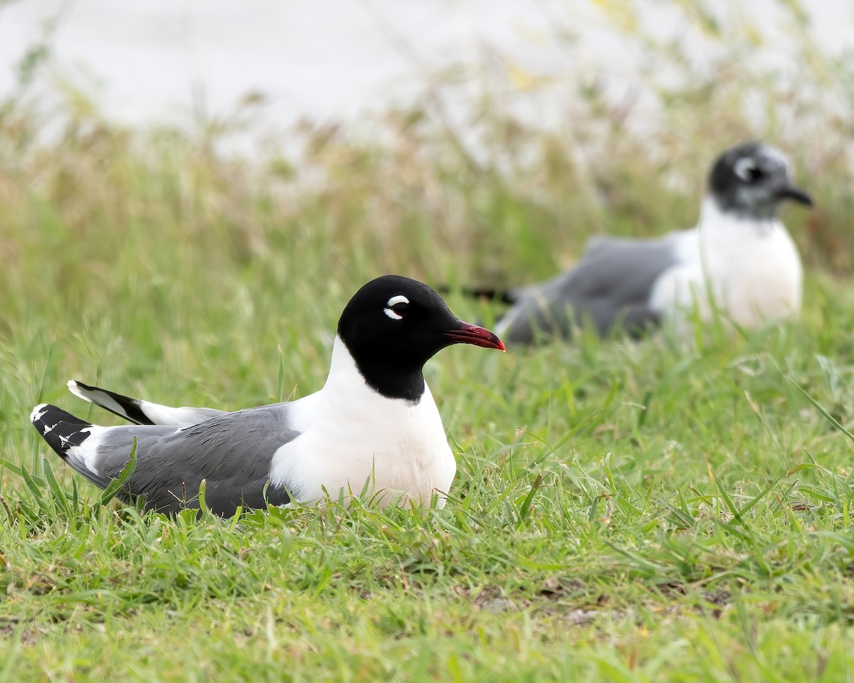 Franklin's Gull - Mike Yough