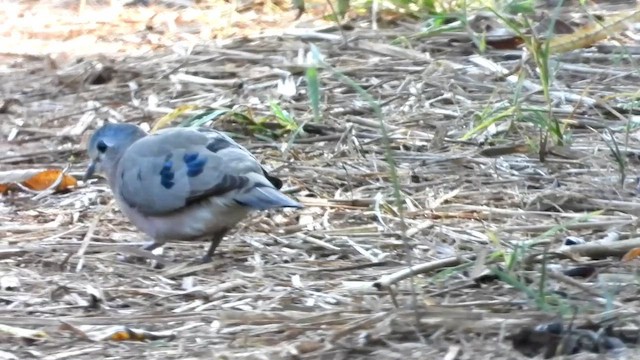 Emerald-spotted Wood-Dove - ML454842951