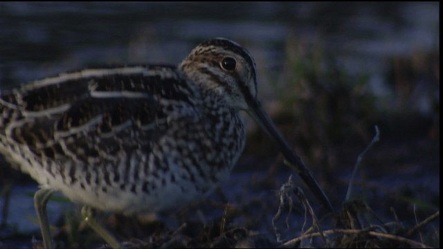 Wilson's Snipe - ML454843