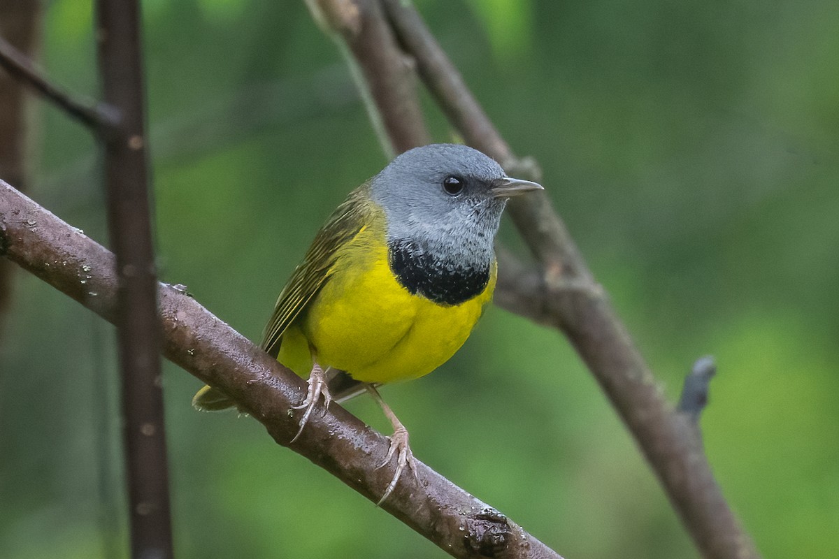 Mourning Warbler - ML454843121