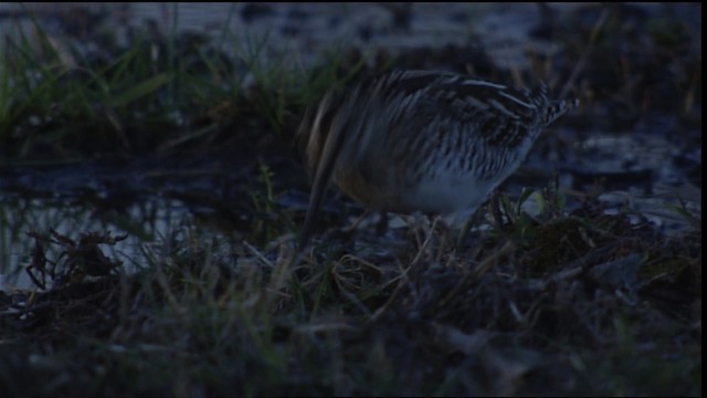 Wilson's Snipe - ML454844