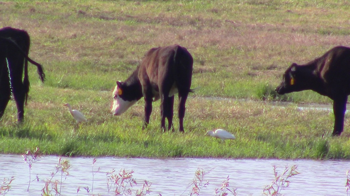 Western Cattle Egret - ML454844451