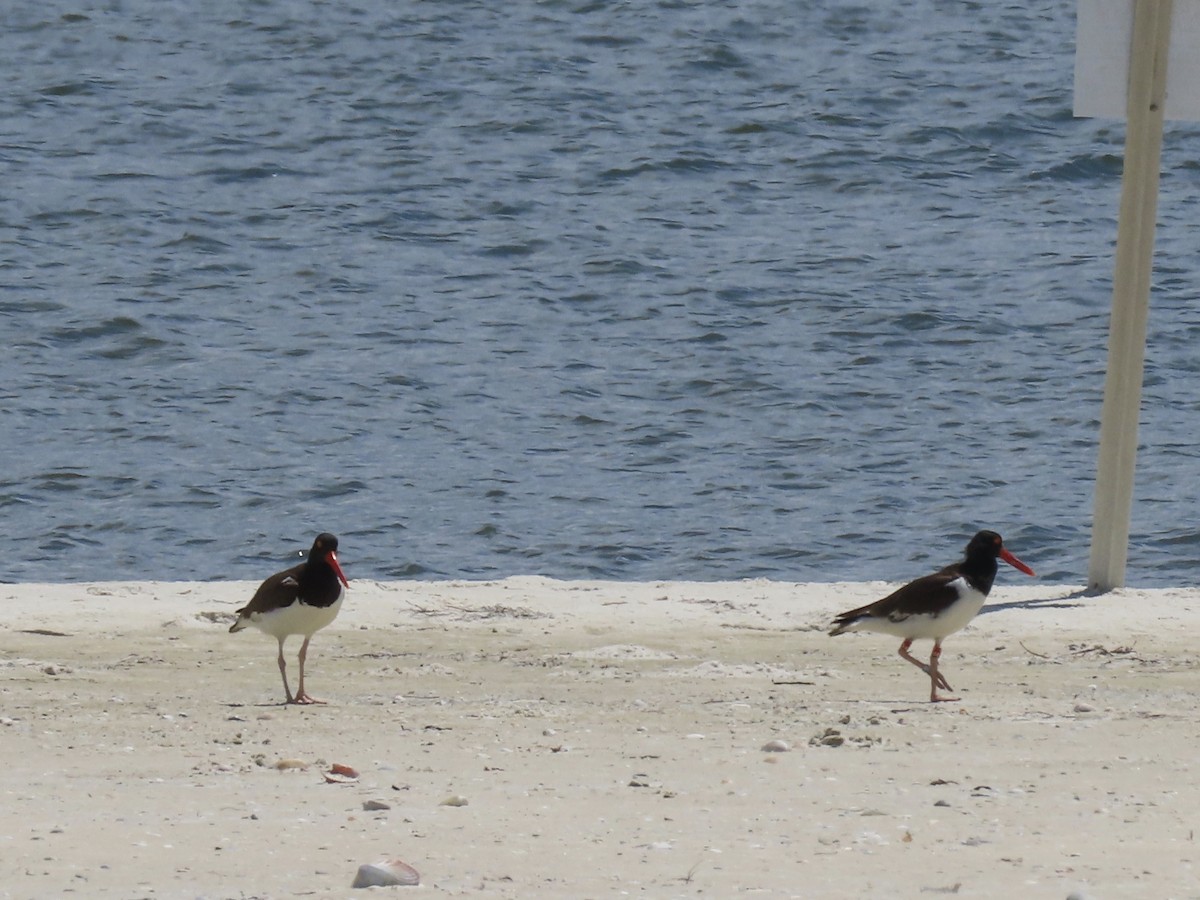 American Oystercatcher - ML454844631