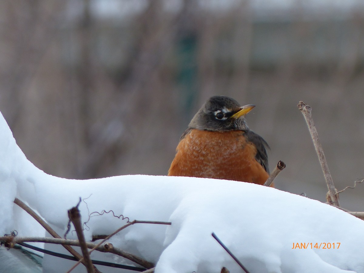קיכלי נודד - ML45484471