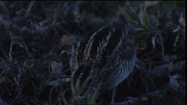 Wilson's Snipe - ML454845