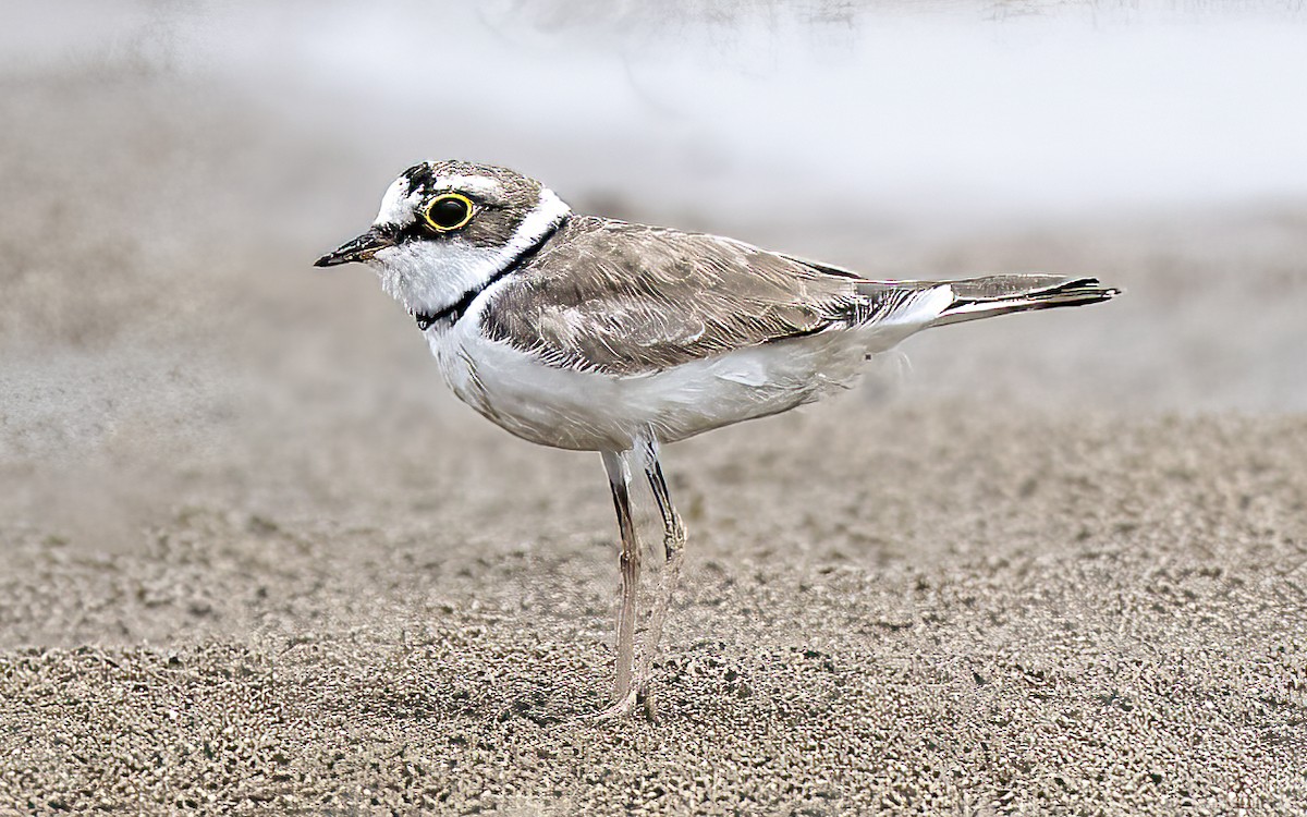 Little Ringed Plover - ML454846001