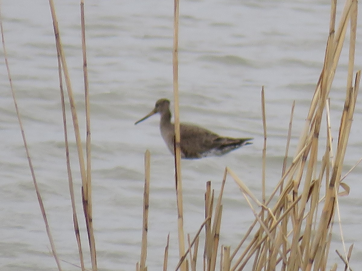 Hudsonian Godwit - ML454846251