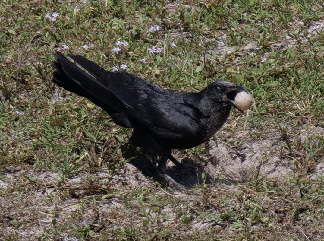 American Crow - ML454847241