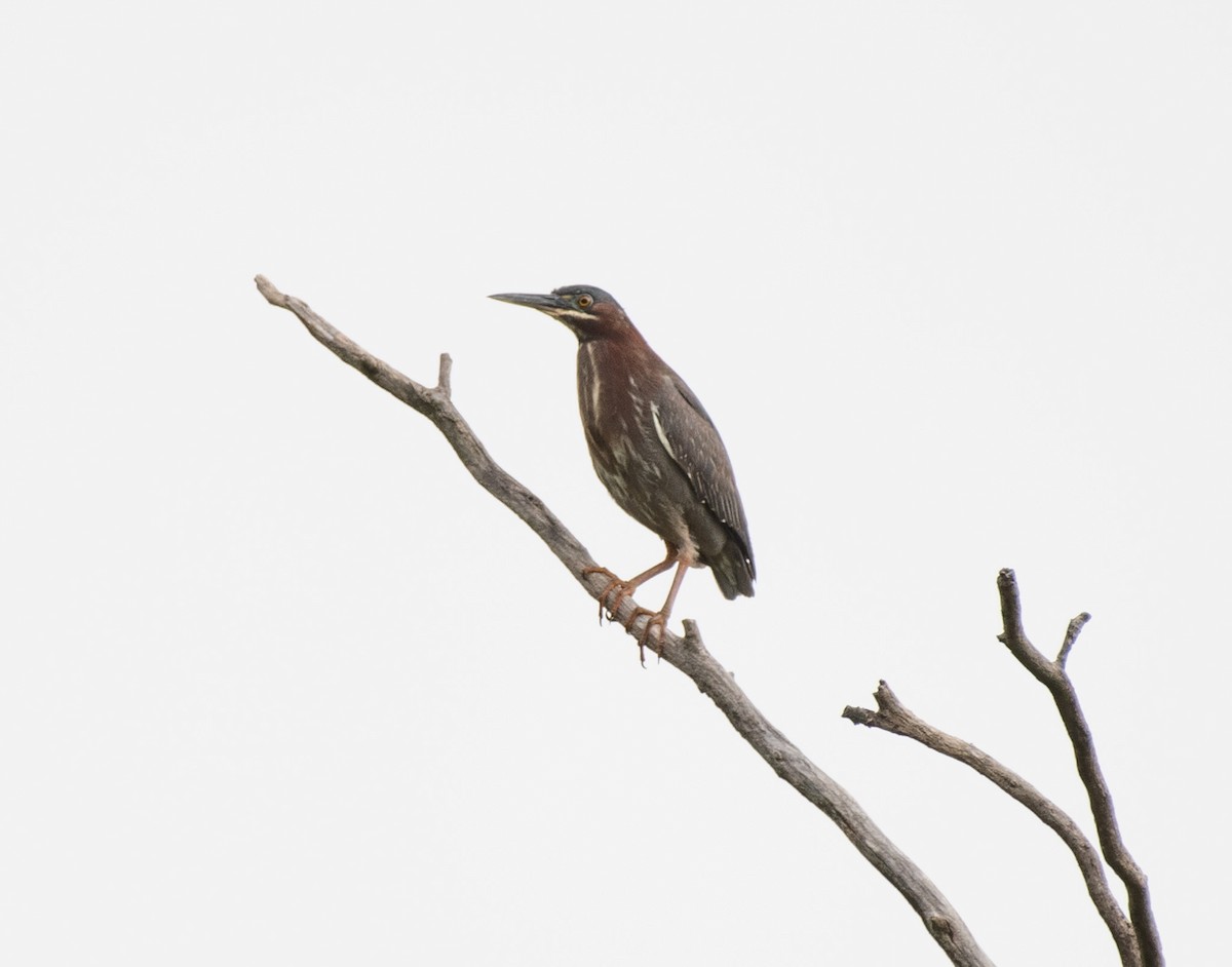 Green Heron - ML454847641