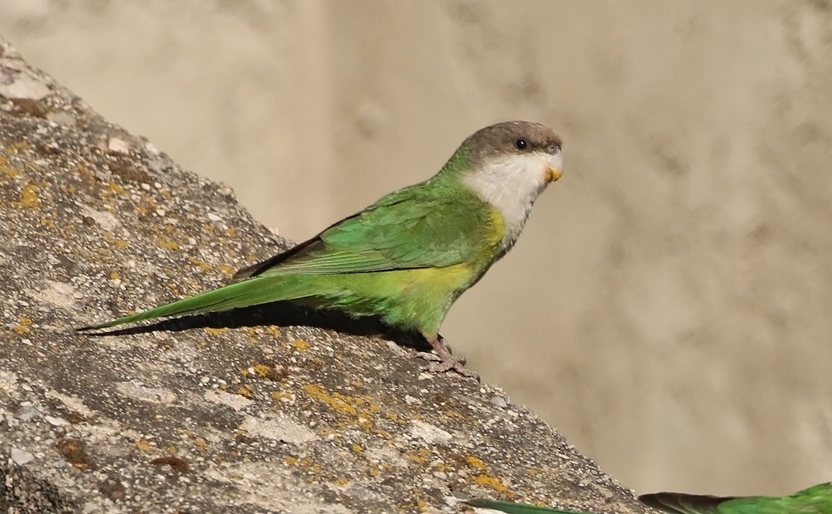 Gray-hooded Parakeet - Trevor Ellery