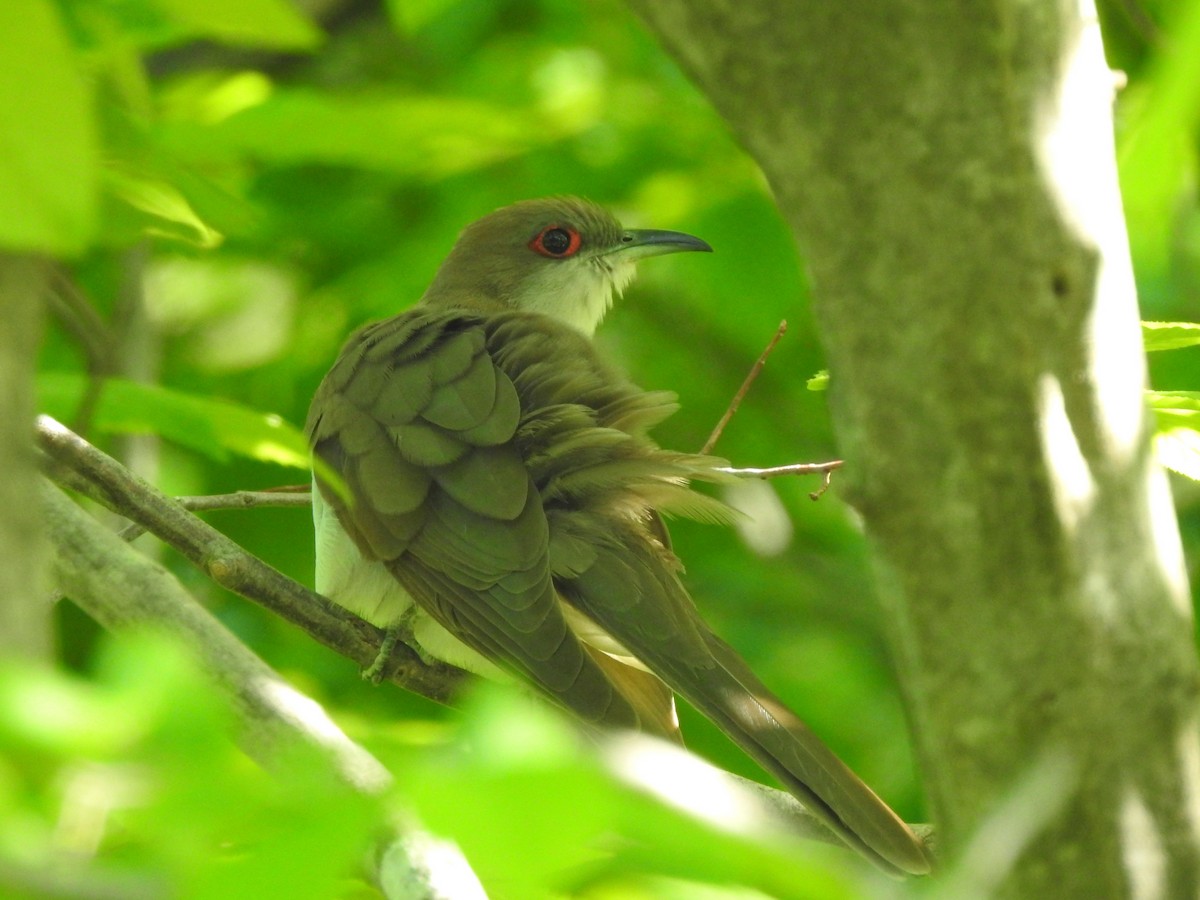 Black-billed Cuckoo - Matthew Watson