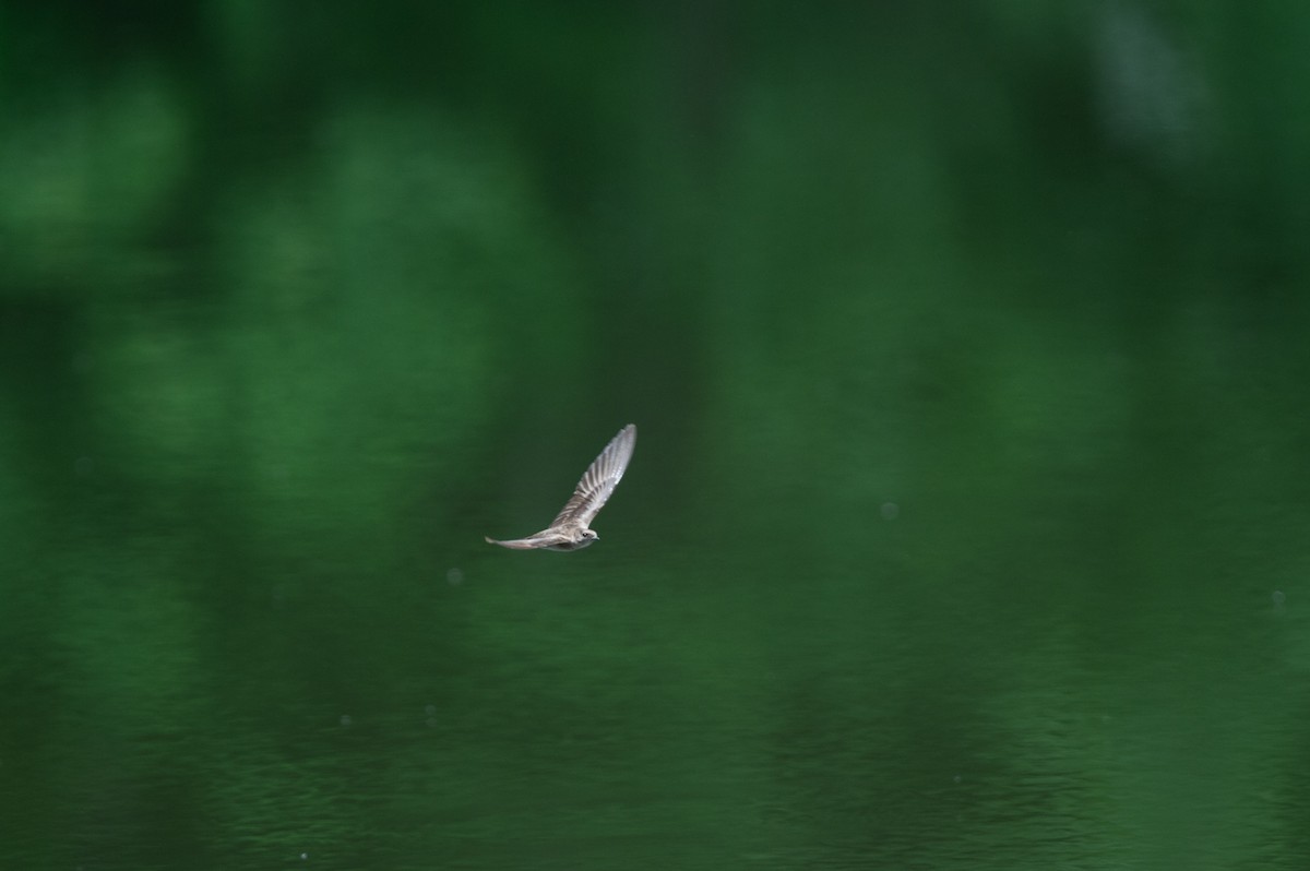 Northern Rough-winged Swallow - ML454850461