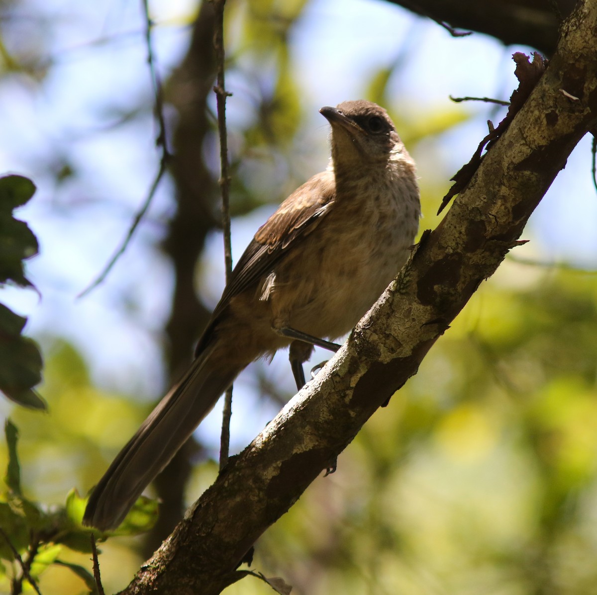 Socorro Mockingbird - ML454850781