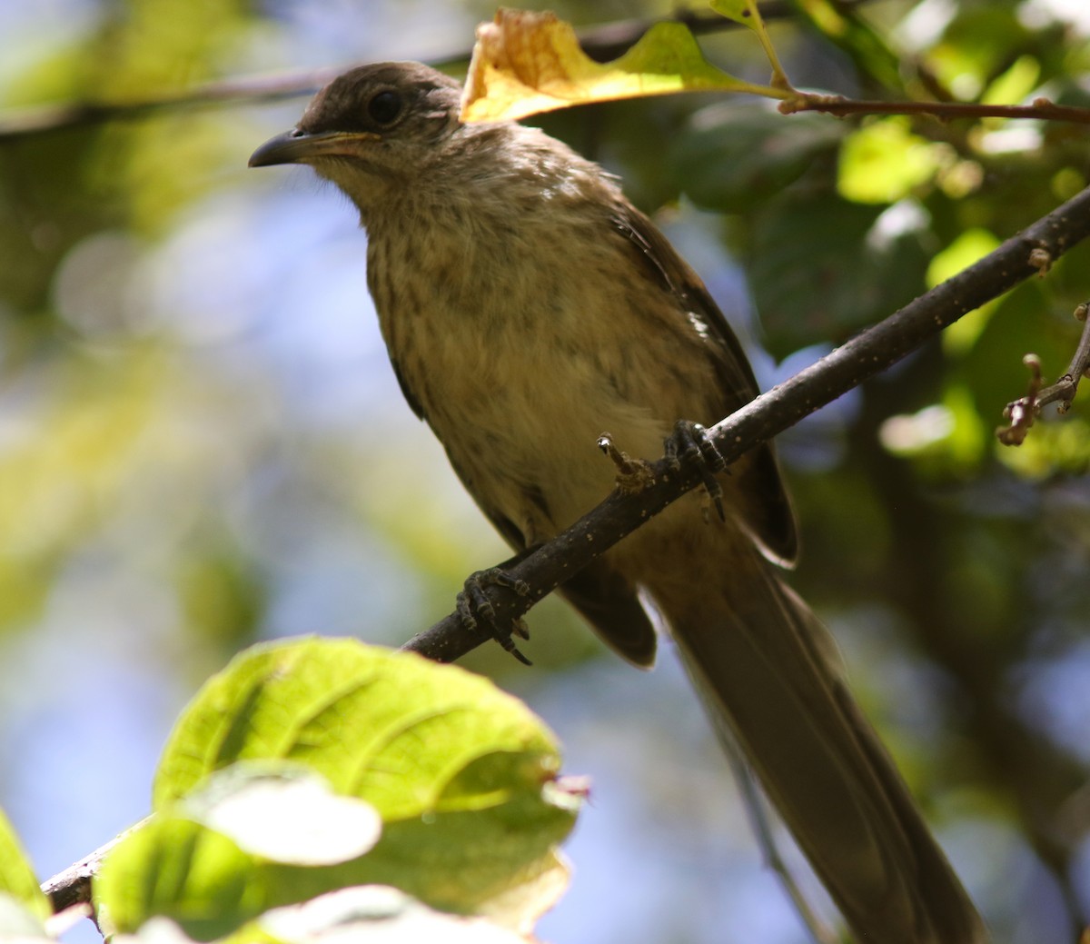 Socorro Mockingbird - ML454851001