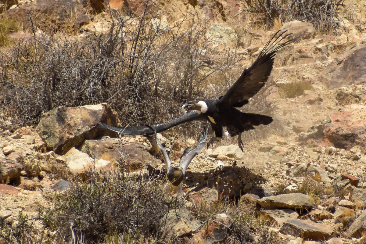 Condor des Andes - ML454851251