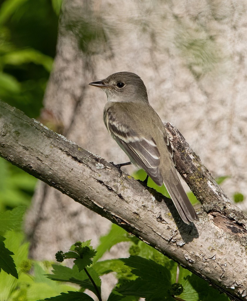 Erlenschnäppertyrann - ML454851641