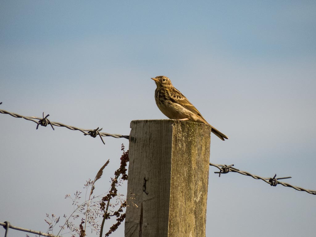 Meadow Pipit - ML454853021