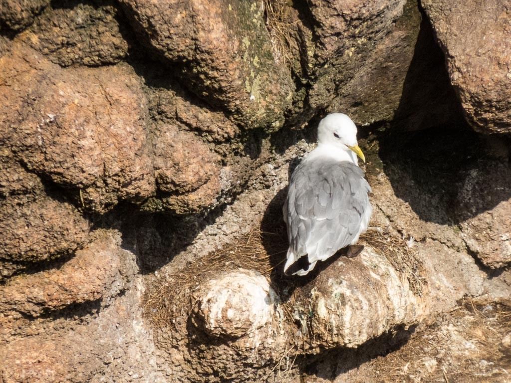 Black-legged Kittiwake - ML454853171