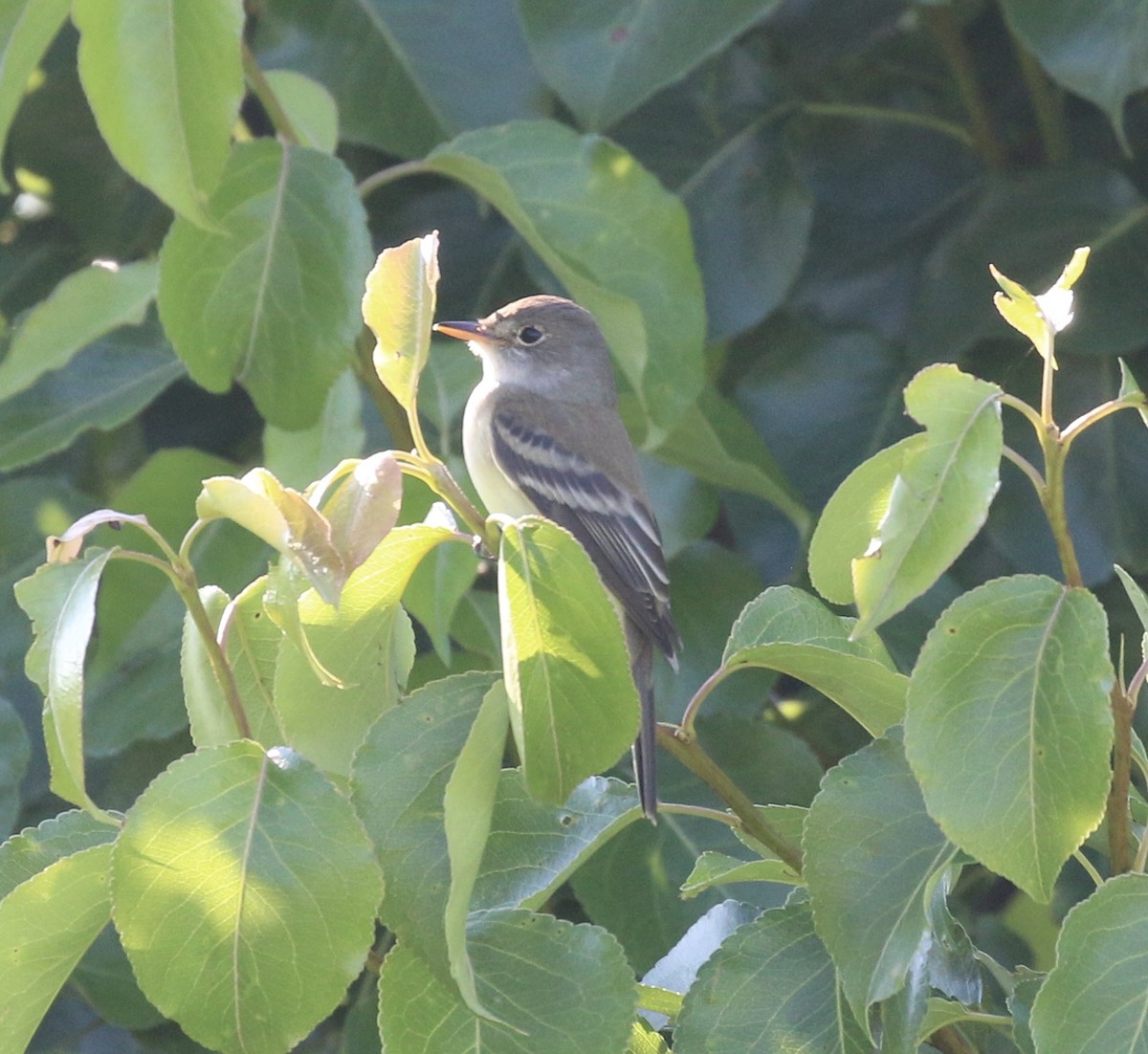 Willow Flycatcher - ML454853861