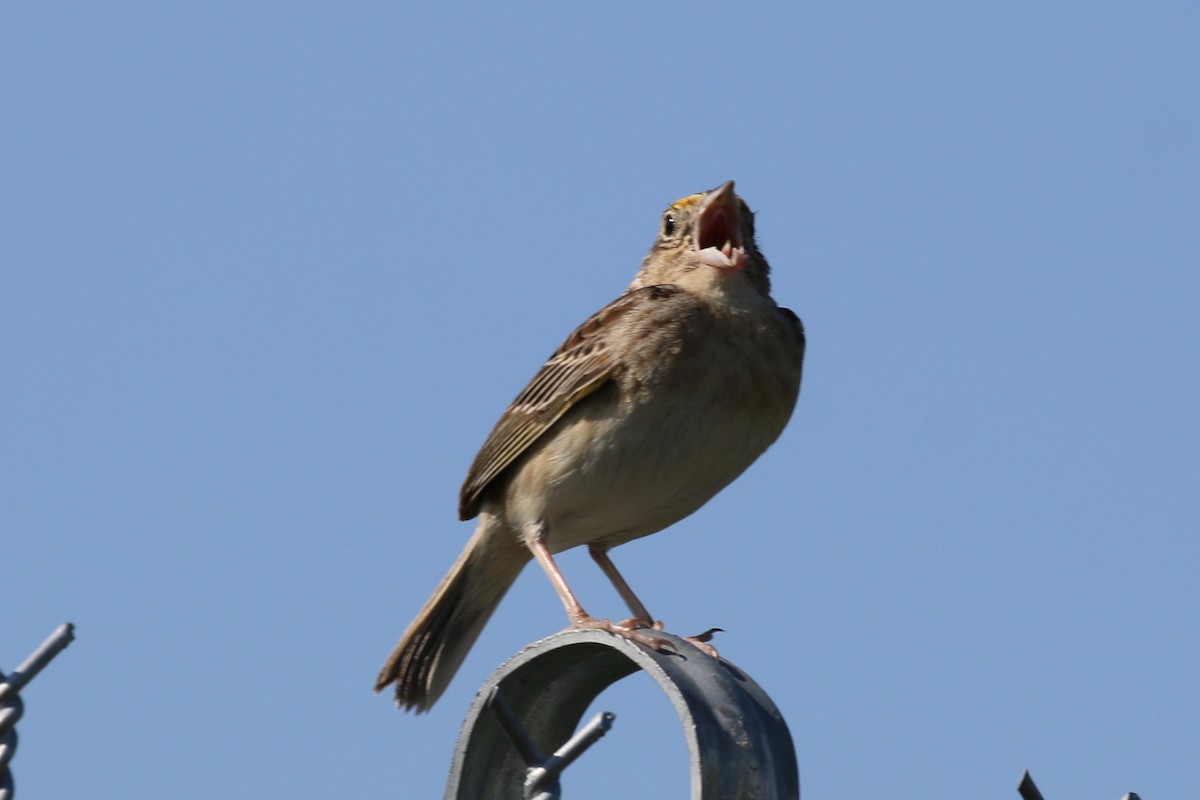 Grasshopper Sparrow - ML454853951