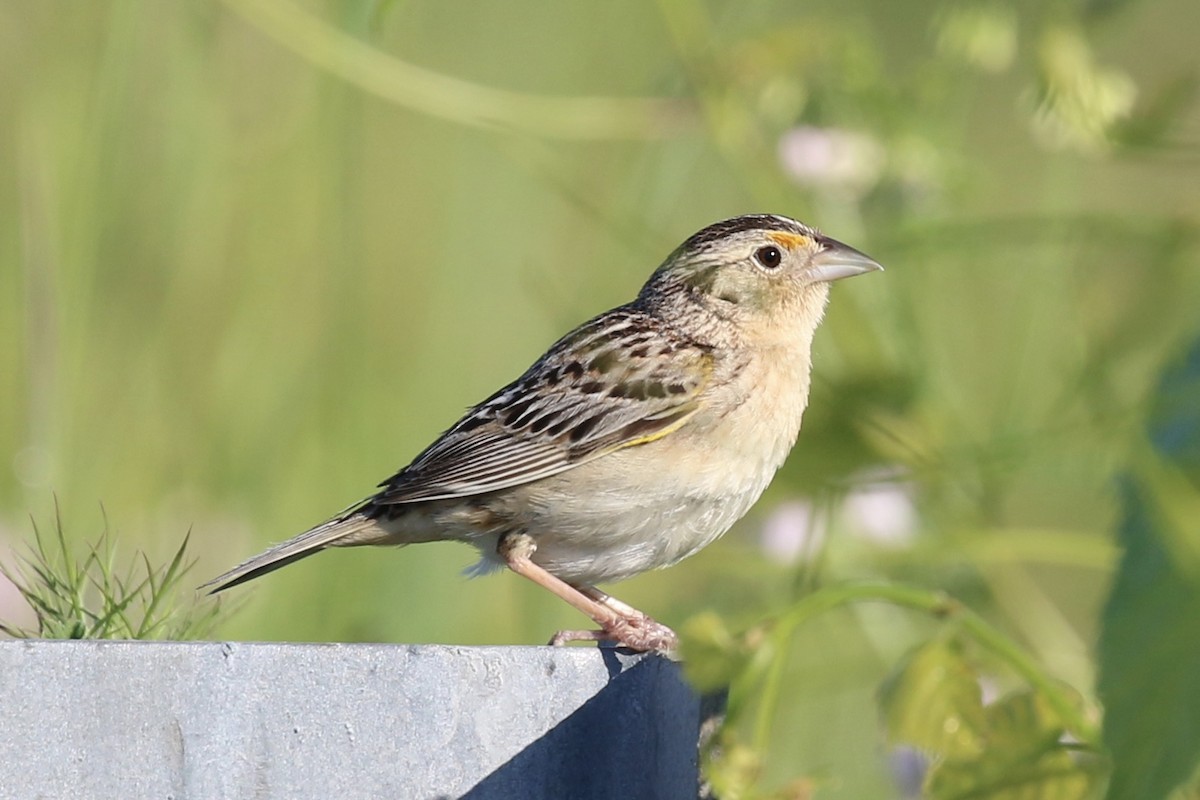 Grasshopper Sparrow - ML454853961