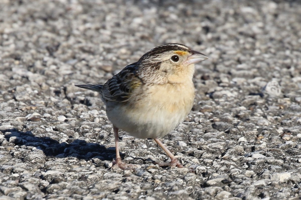 Grasshopper Sparrow - ML454853971