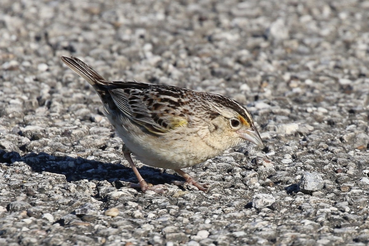 Grasshopper Sparrow - ML454853991