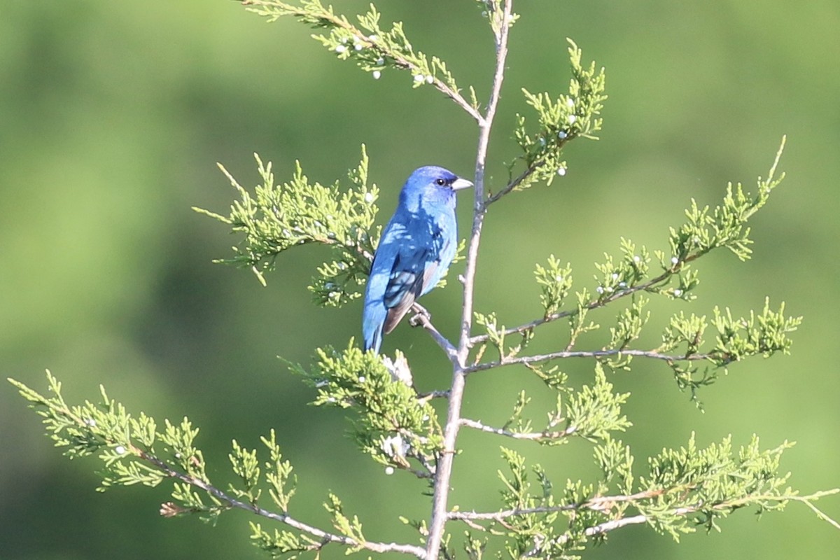 Indigo Bunting - ML454854441